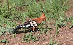 Eurasian Hoopoe